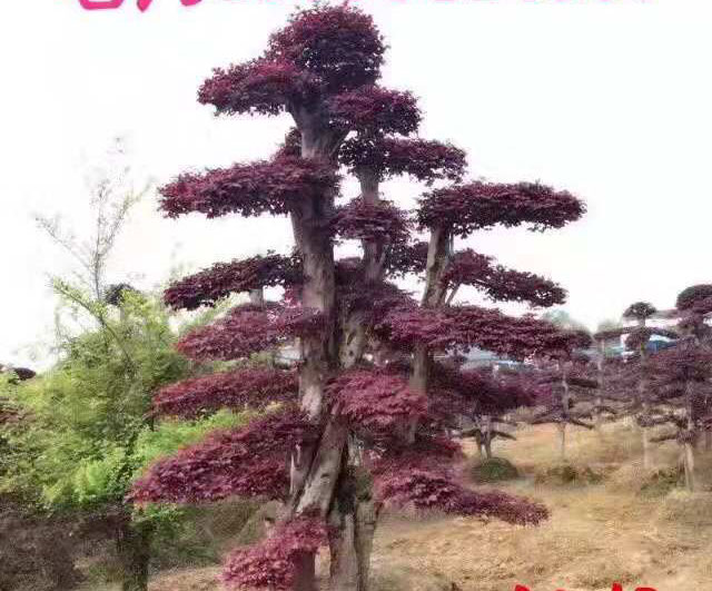 造型红花檵木