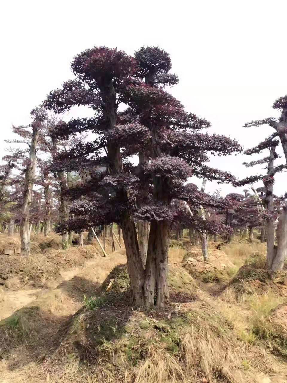 造型红花檵木