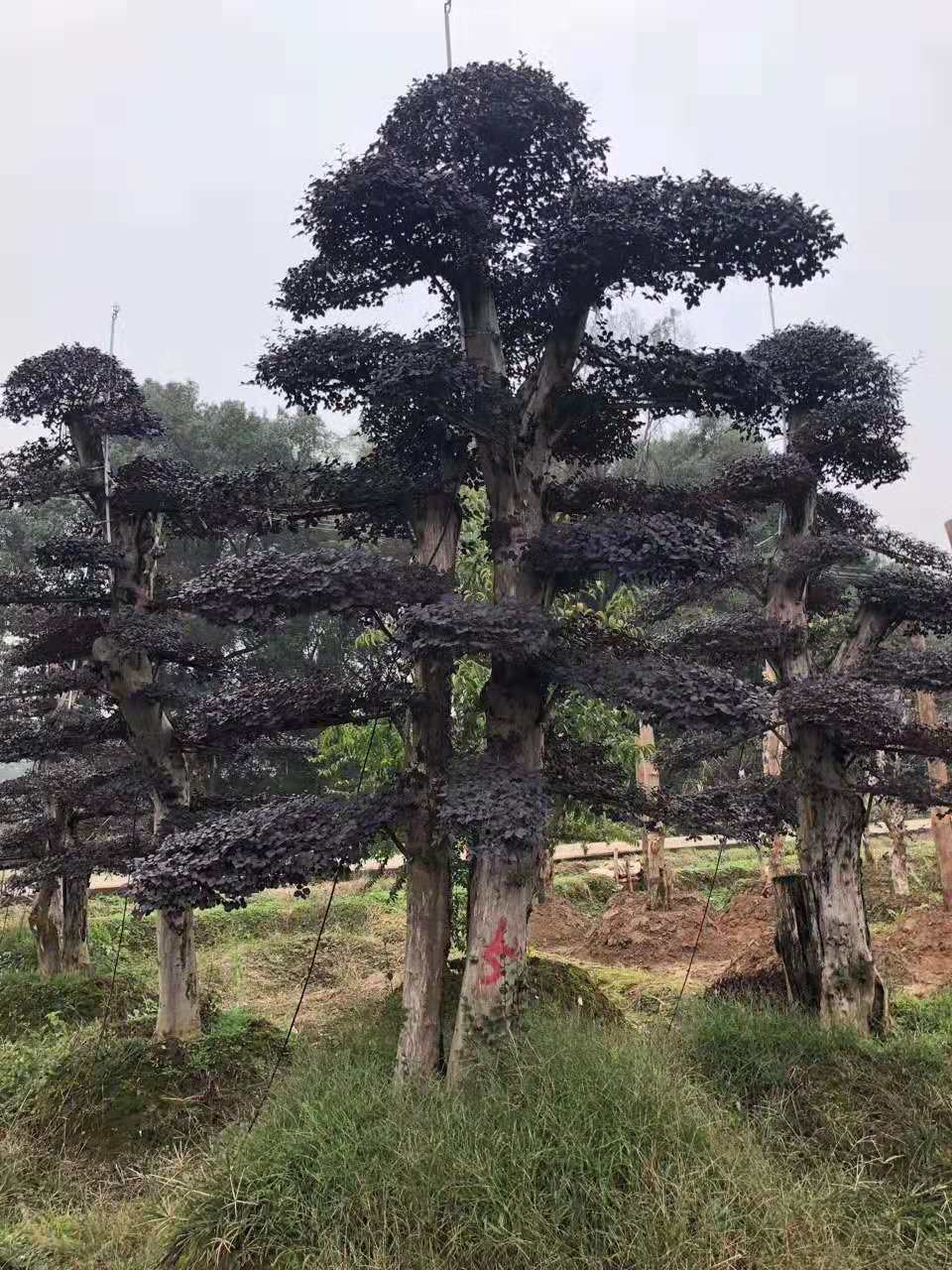 造型红花檵木