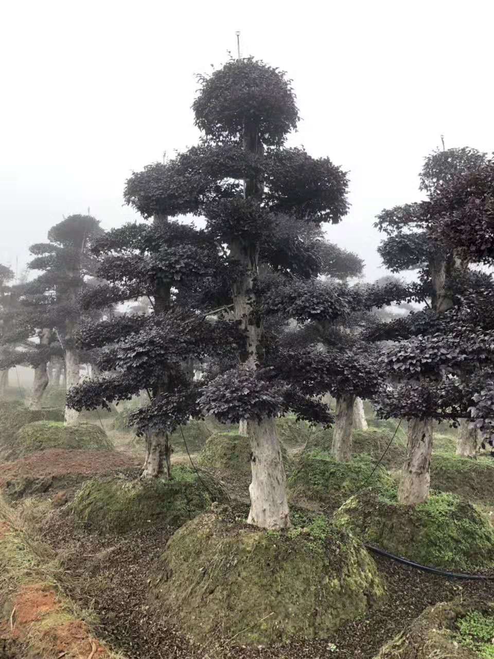 造型红花檵木