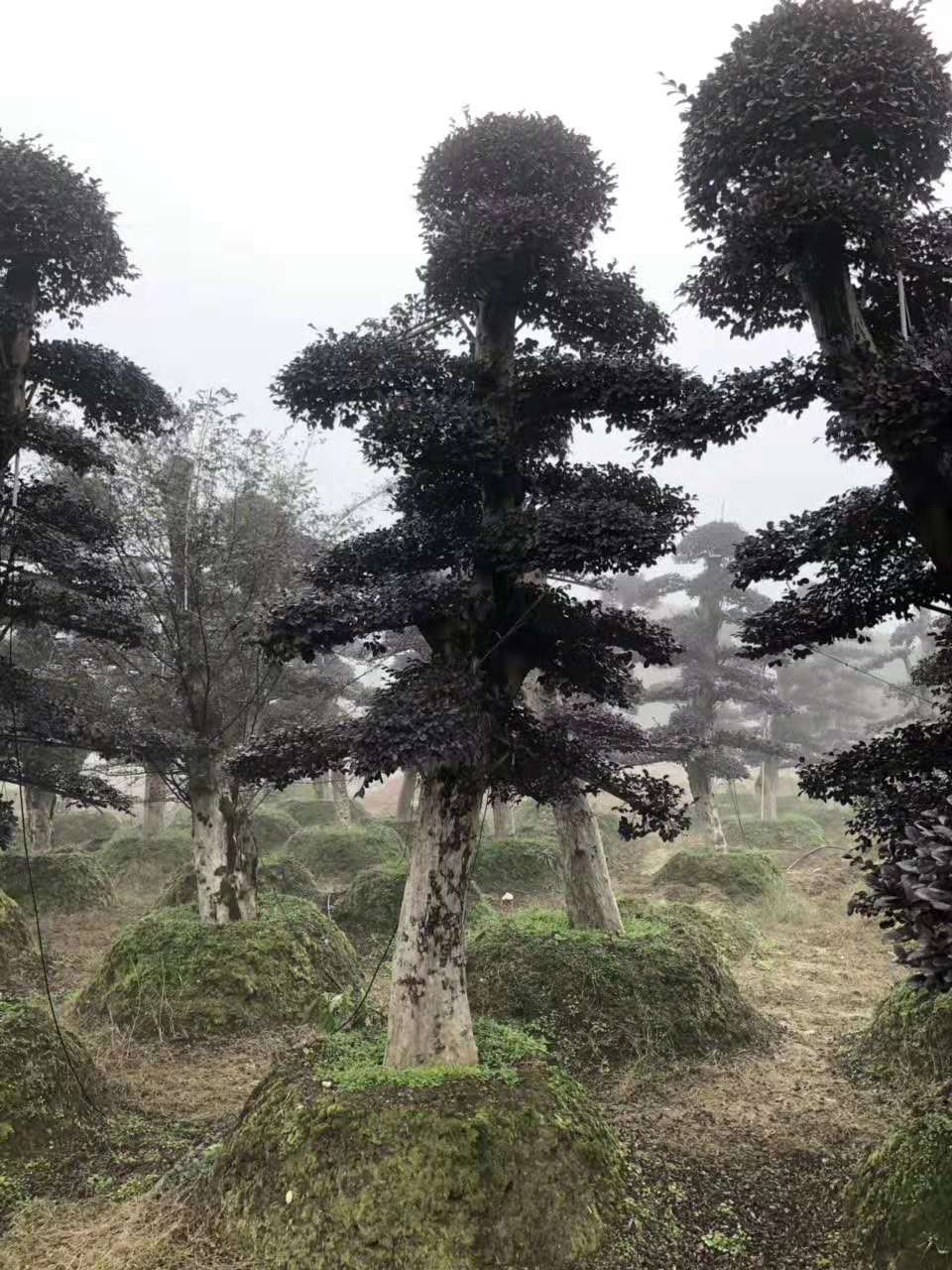 造型红花檵木