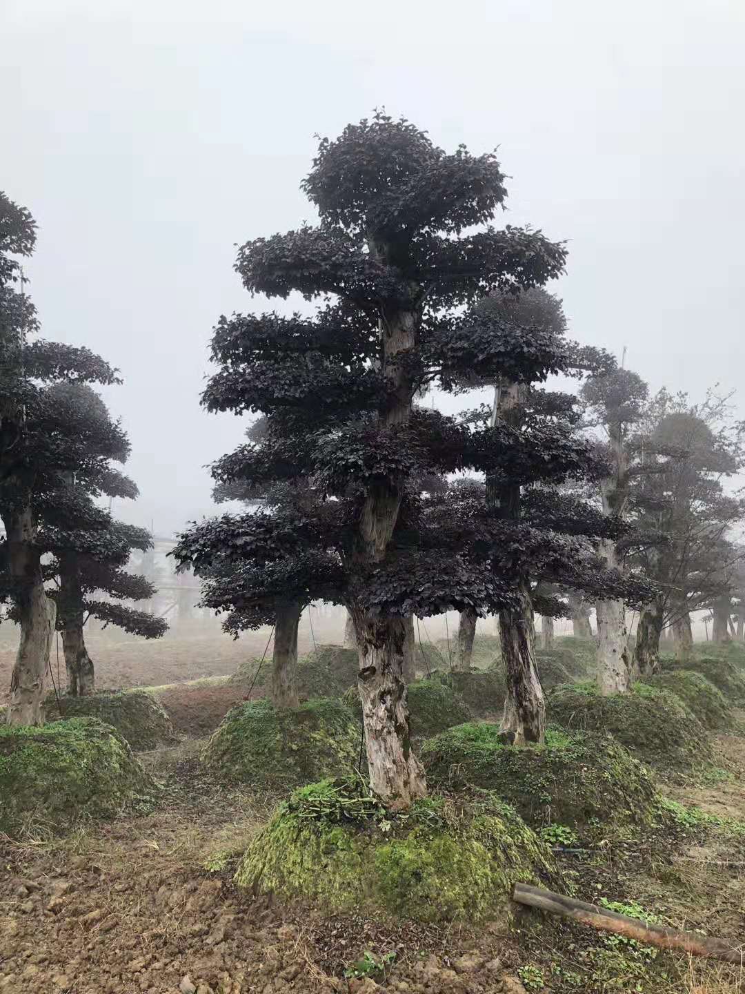 造型红花檵木