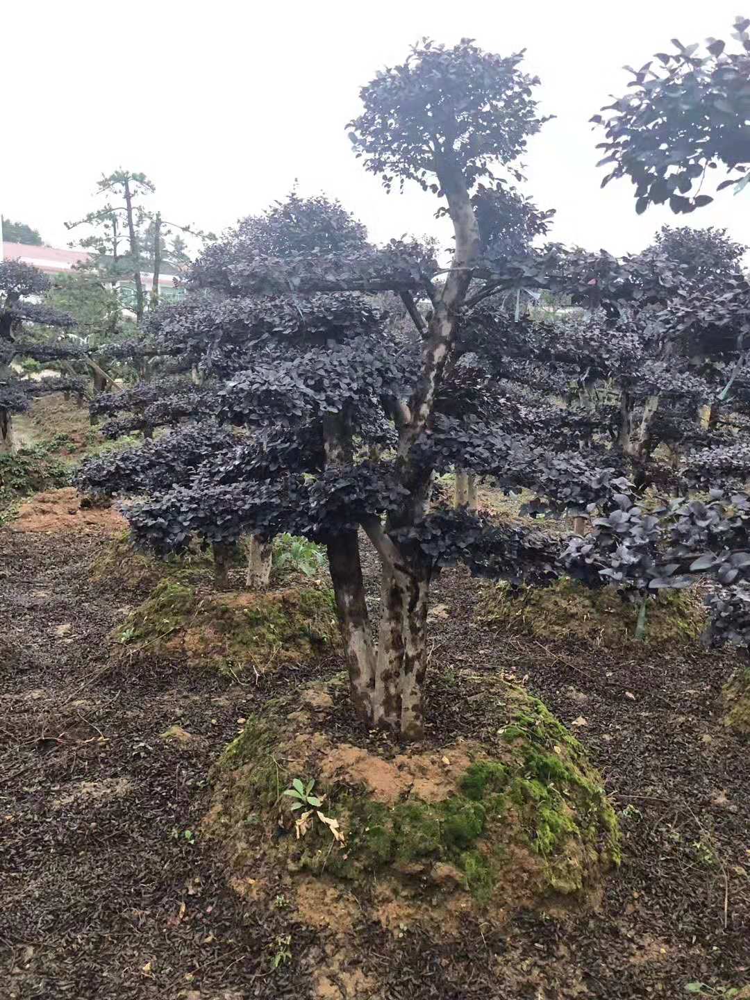 造型红花檵木