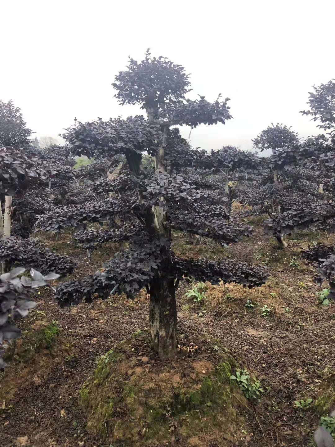 造型红花檵木