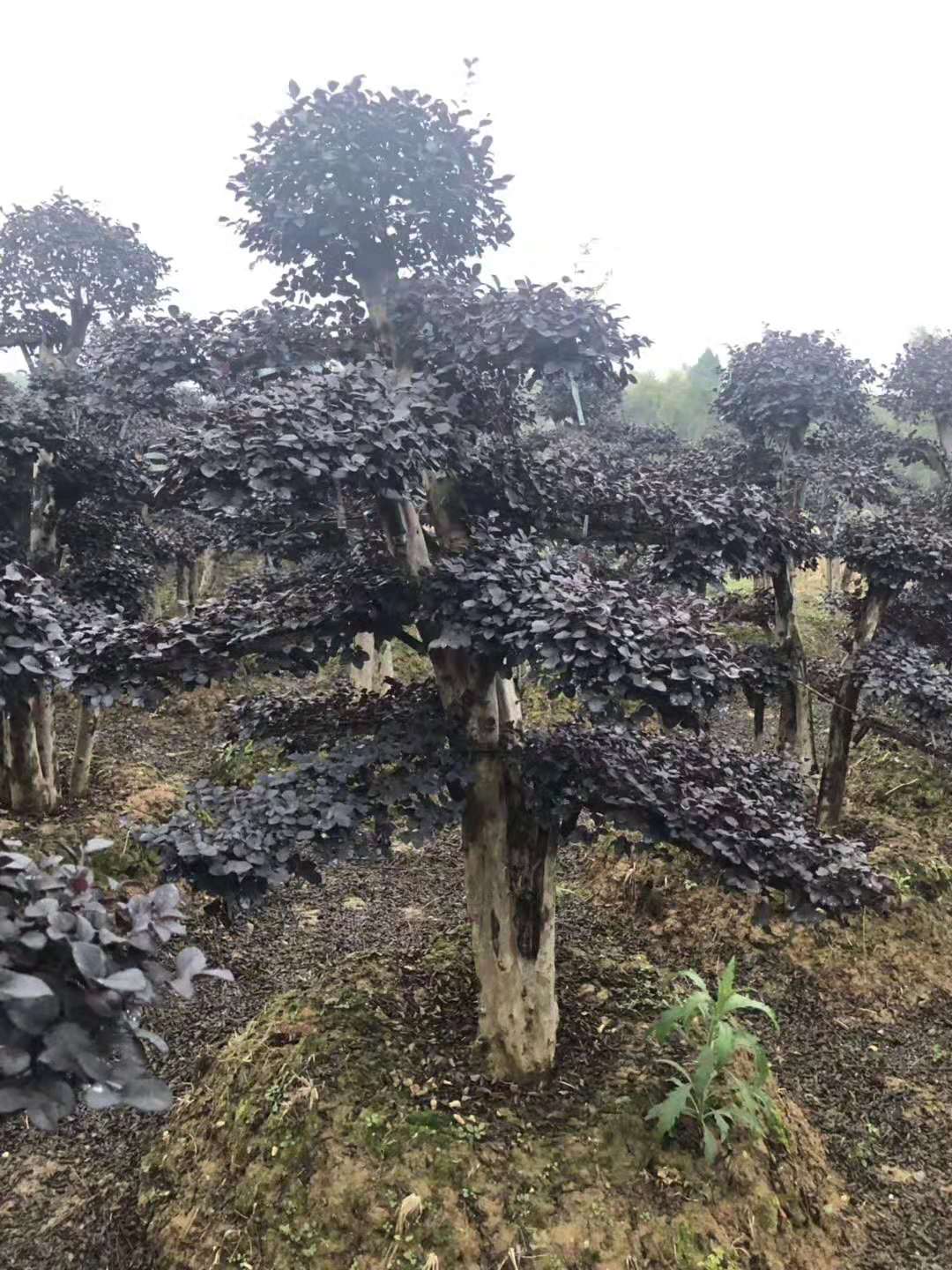 造型红花檵木