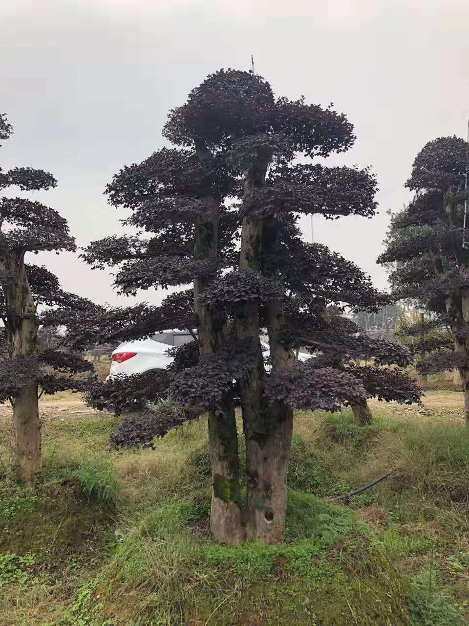 造型红花檵木