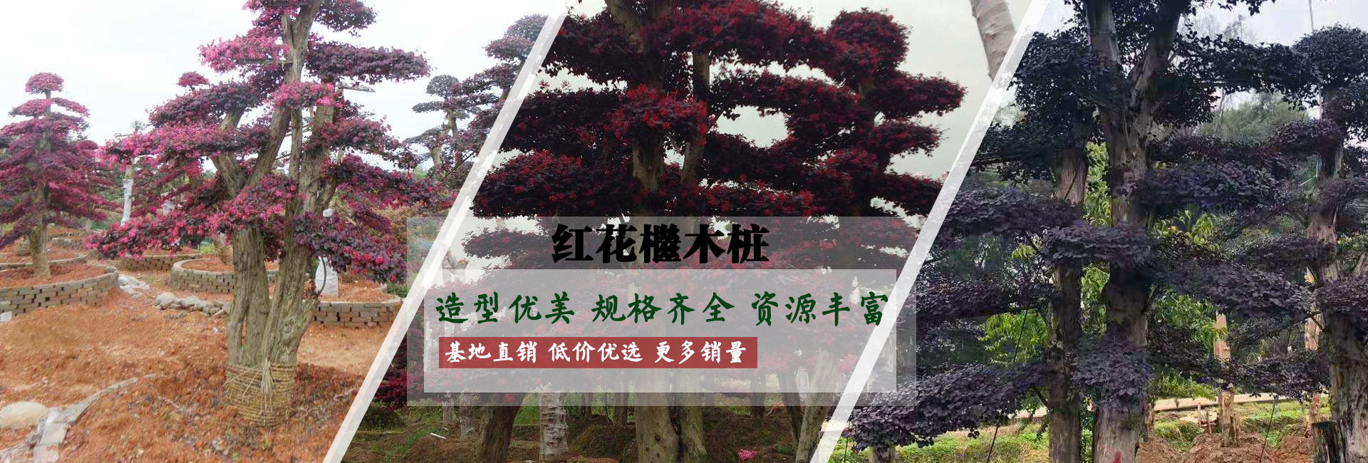 造型红花檵木