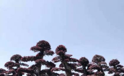 造型红花檵木