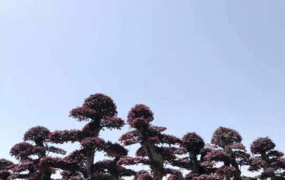 造型红花檵木
