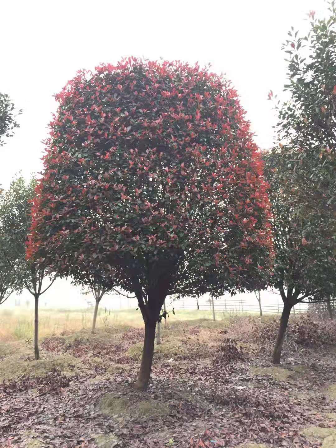 红叶石楠树