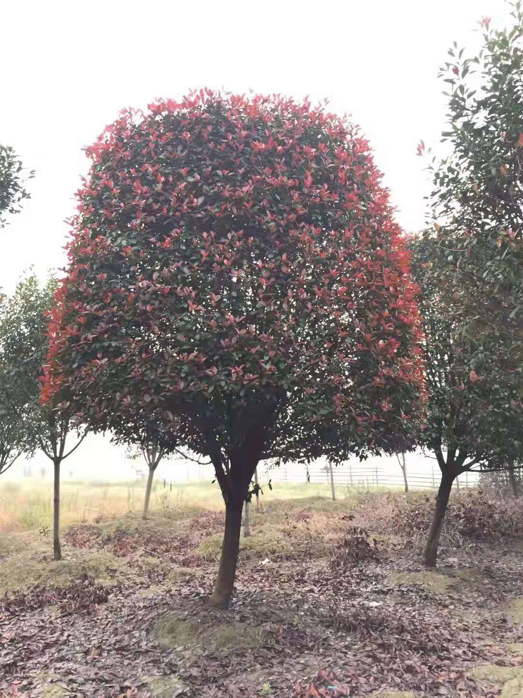 石楠花图片_风景花卉的石楠花图片大全 - 花卉网