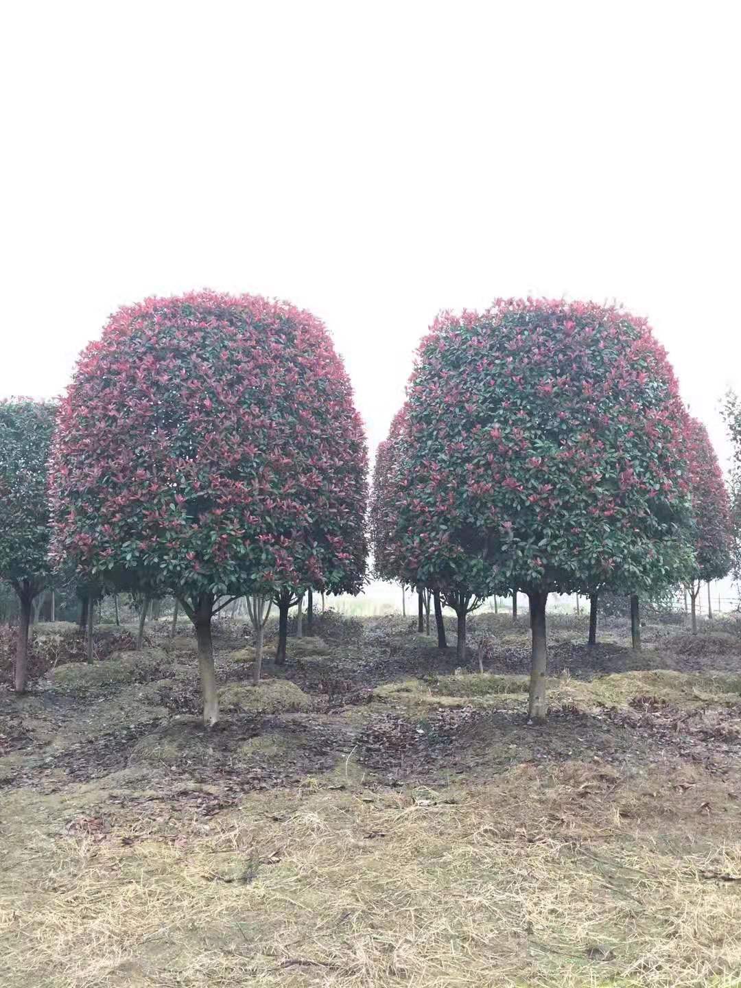 红叶石楠树