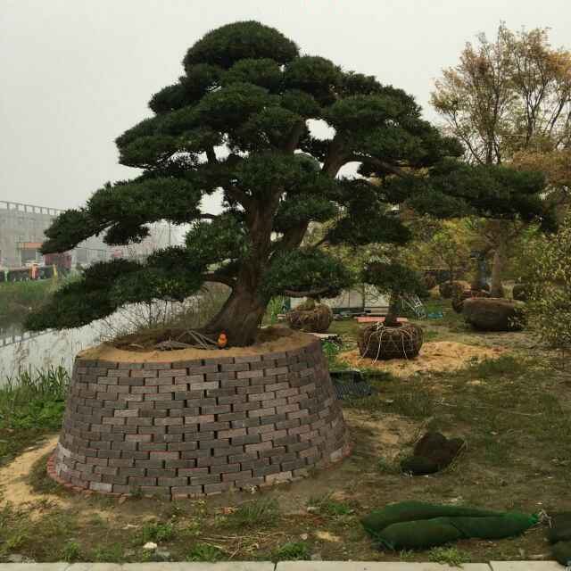 “西部苗都”的华丽嬗变——来自呼图壁县苗木产业的发展