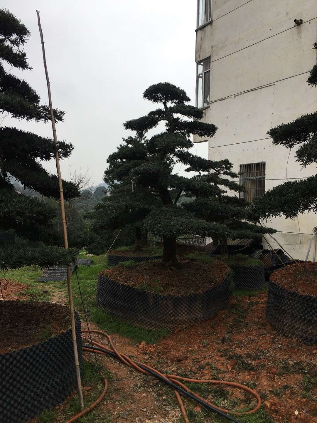 造型罗汉松
