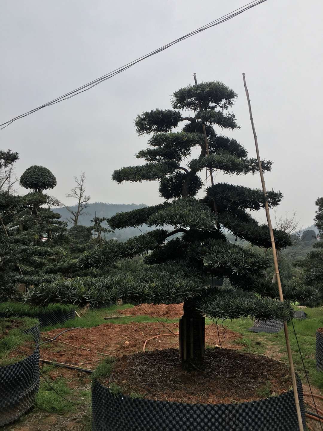 造型罗汉松