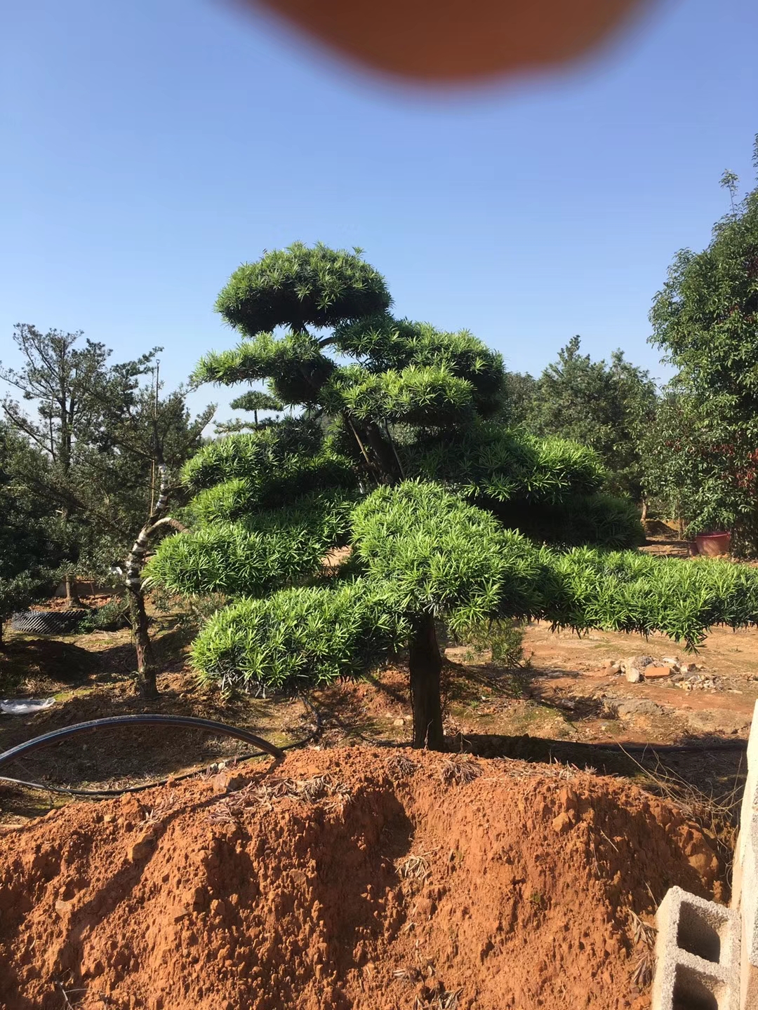 造型罗汉松