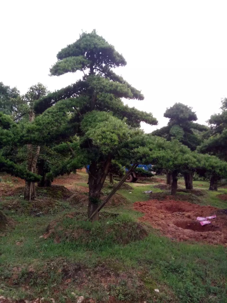 造型罗汉松