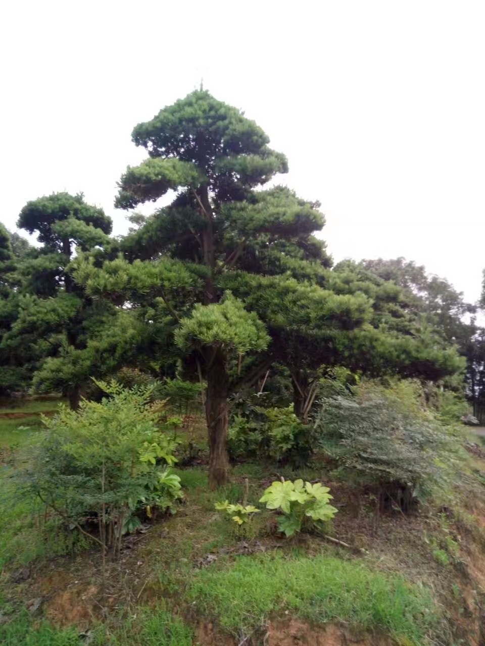 造型罗汉松