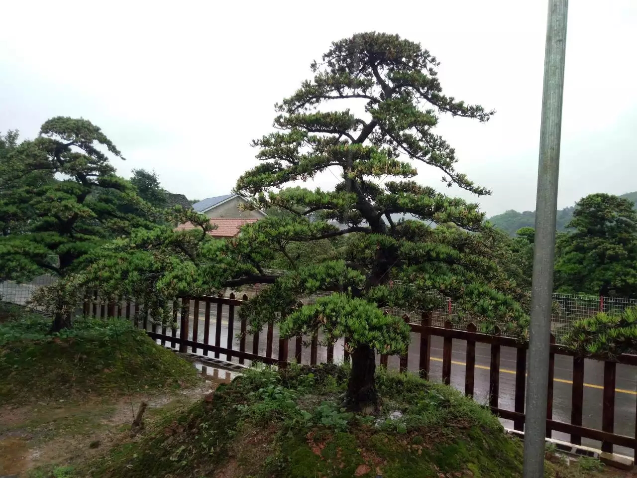 造型罗汉松