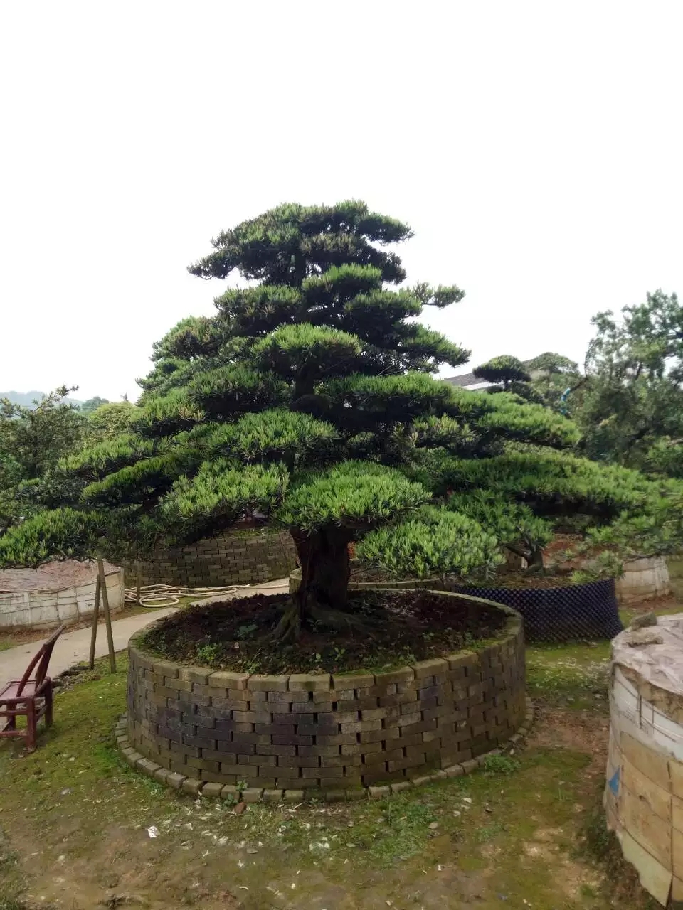 造型罗汉松