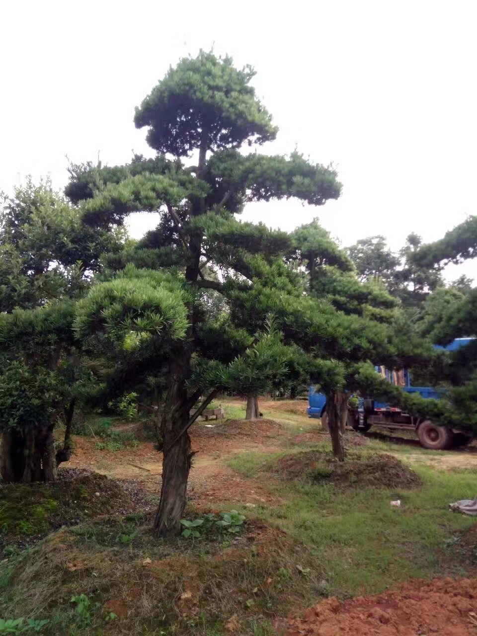 造型罗汉松
