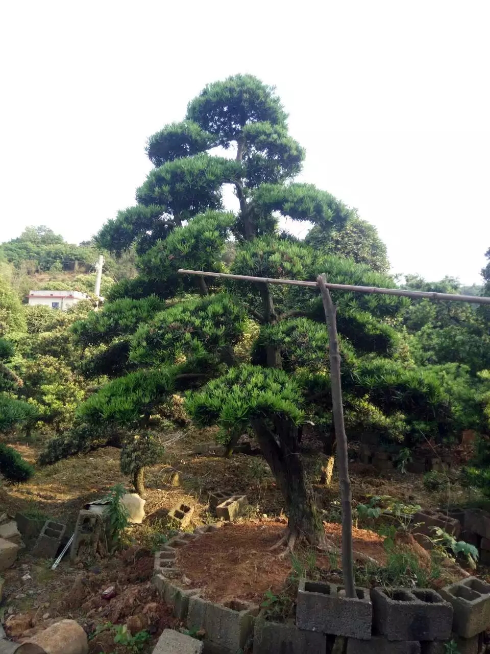 造型罗汉松