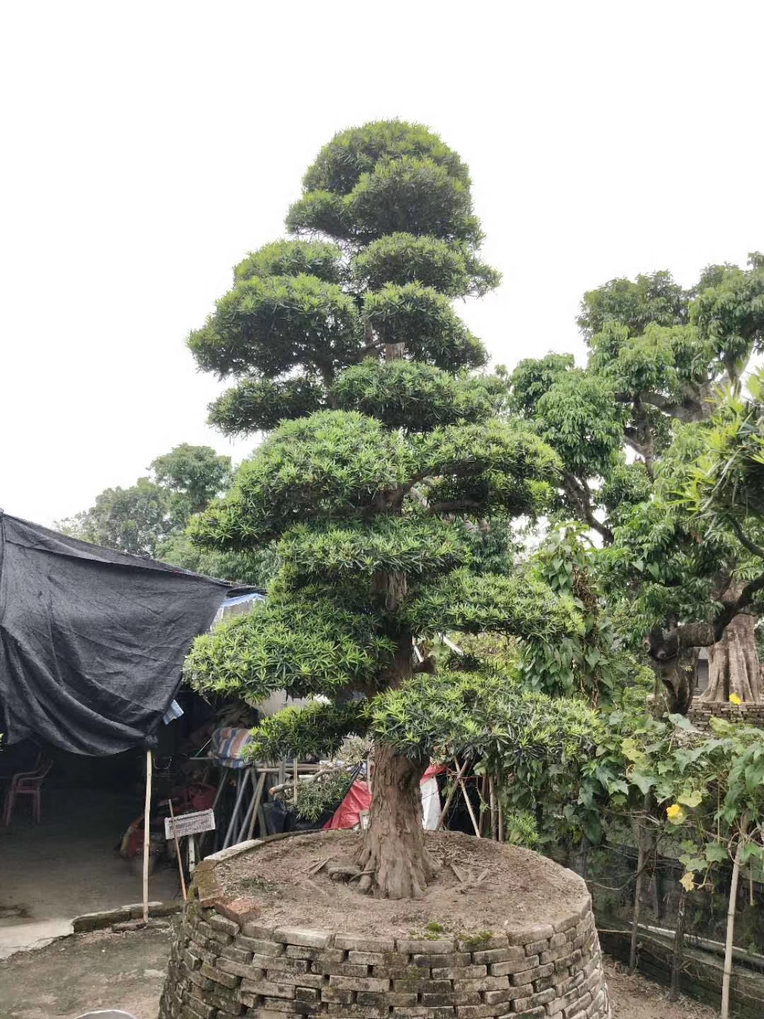 造型罗汉松
