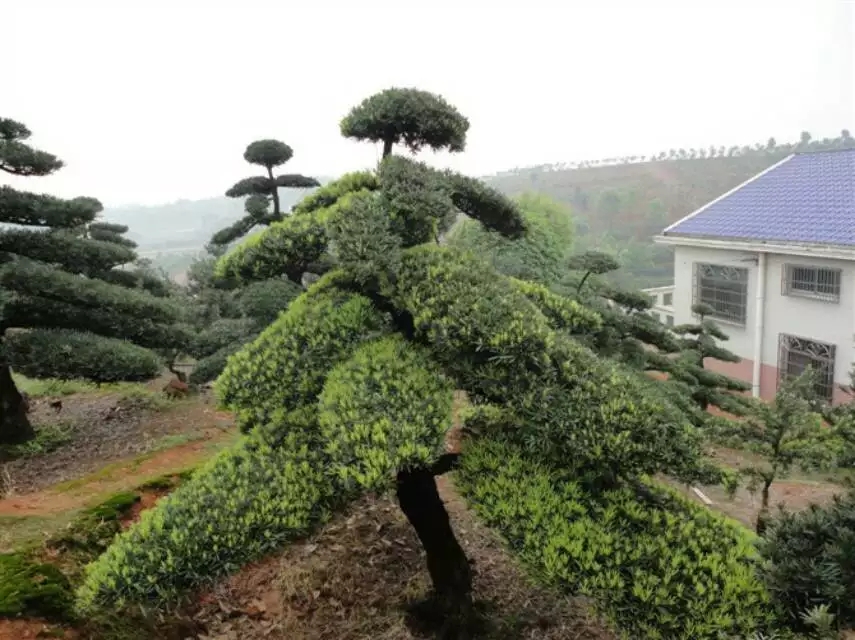 造型罗汉松
