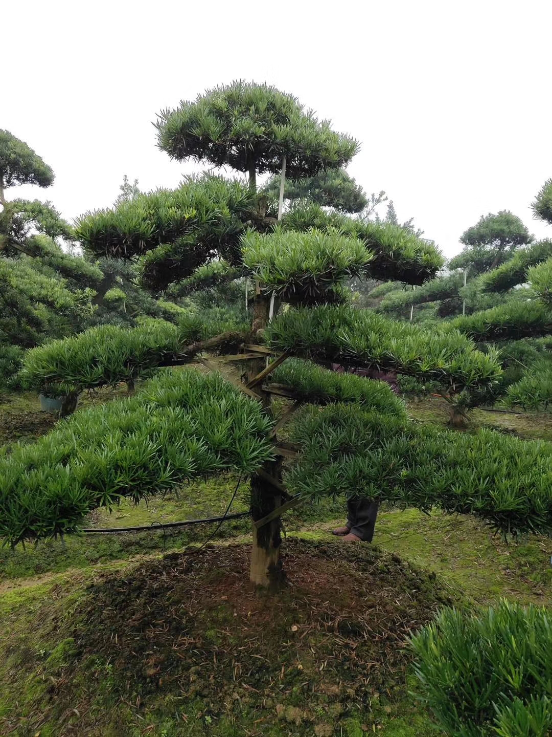 造型罗汉松
