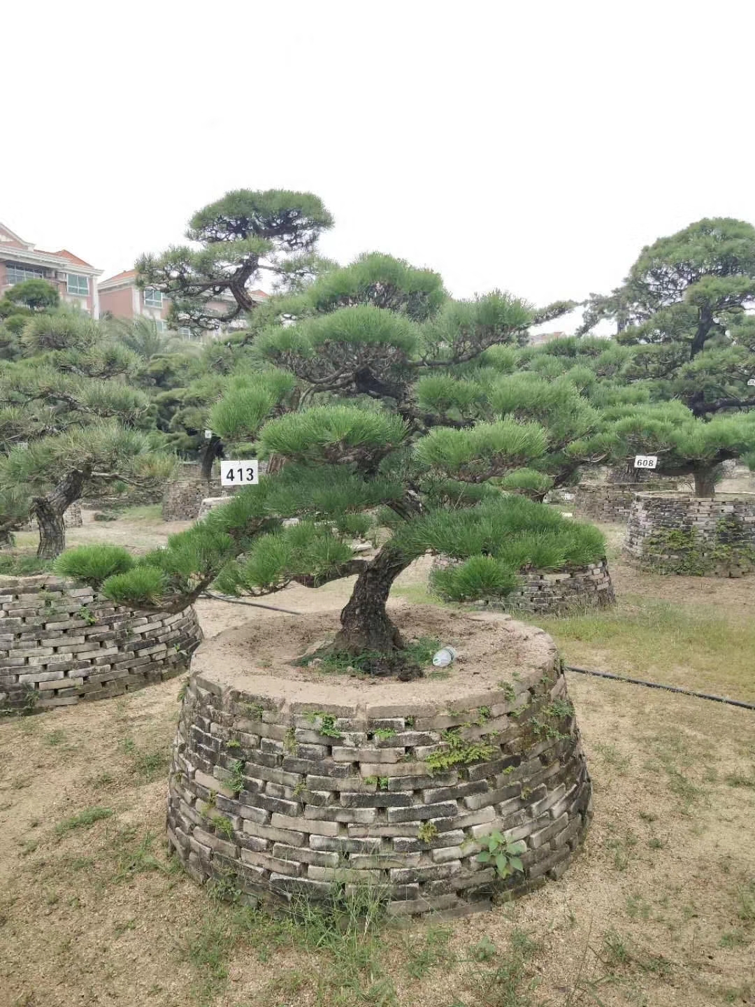 造型罗汉松