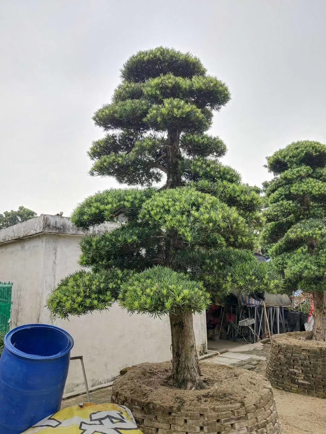 造型罗汉松