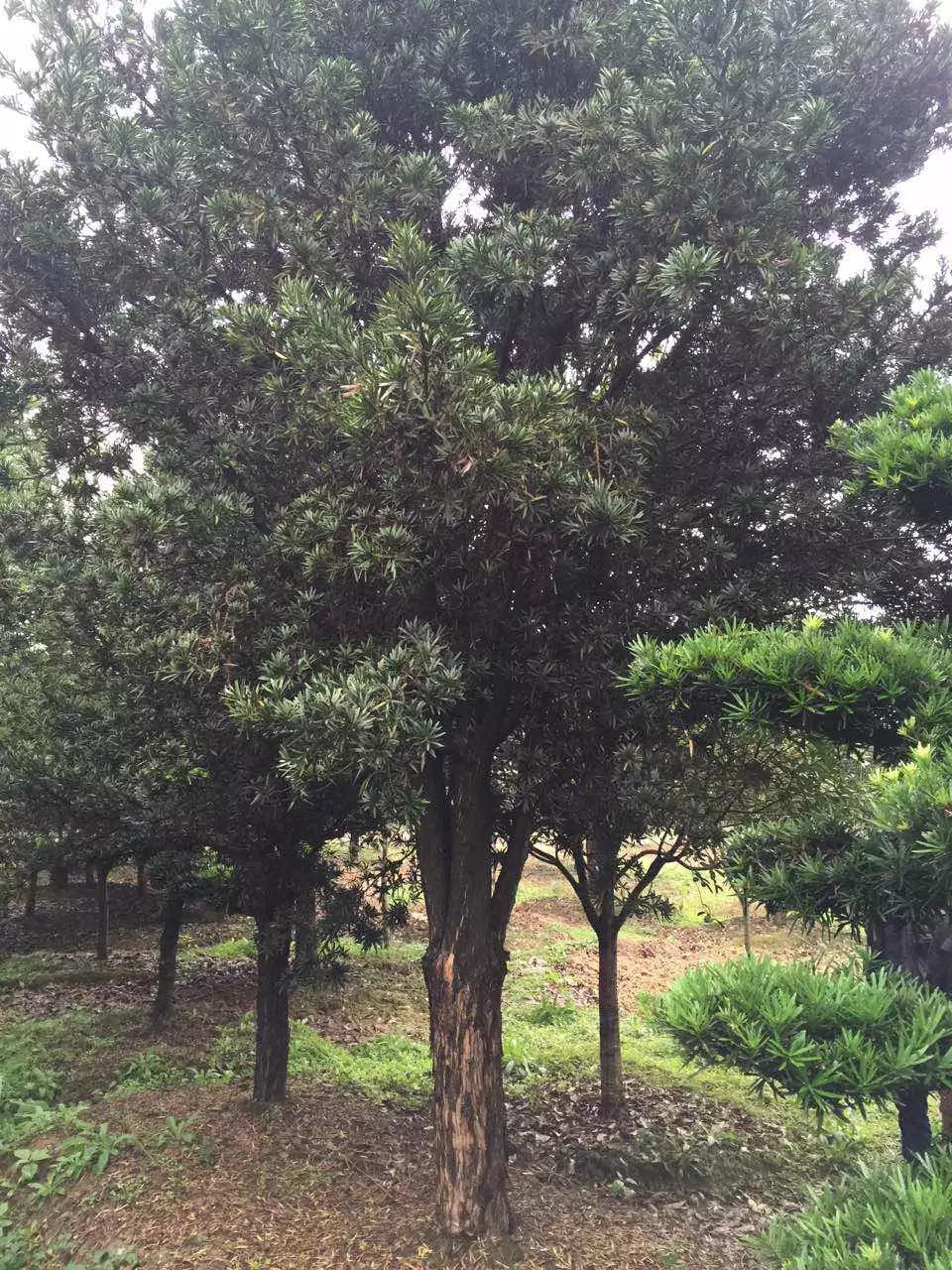 造型罗汉松