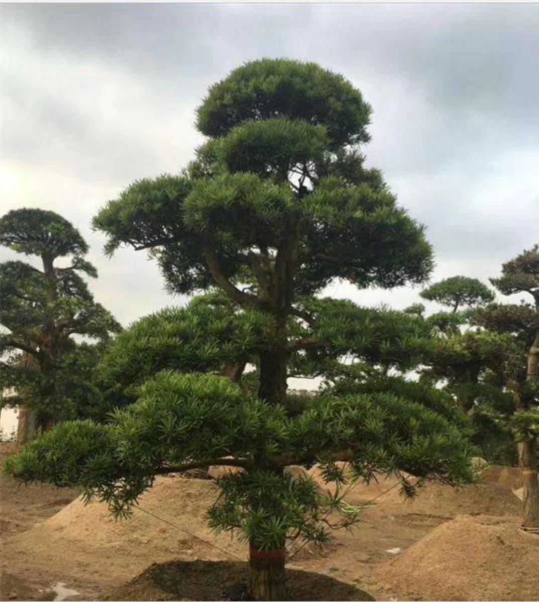 造型罗汉松