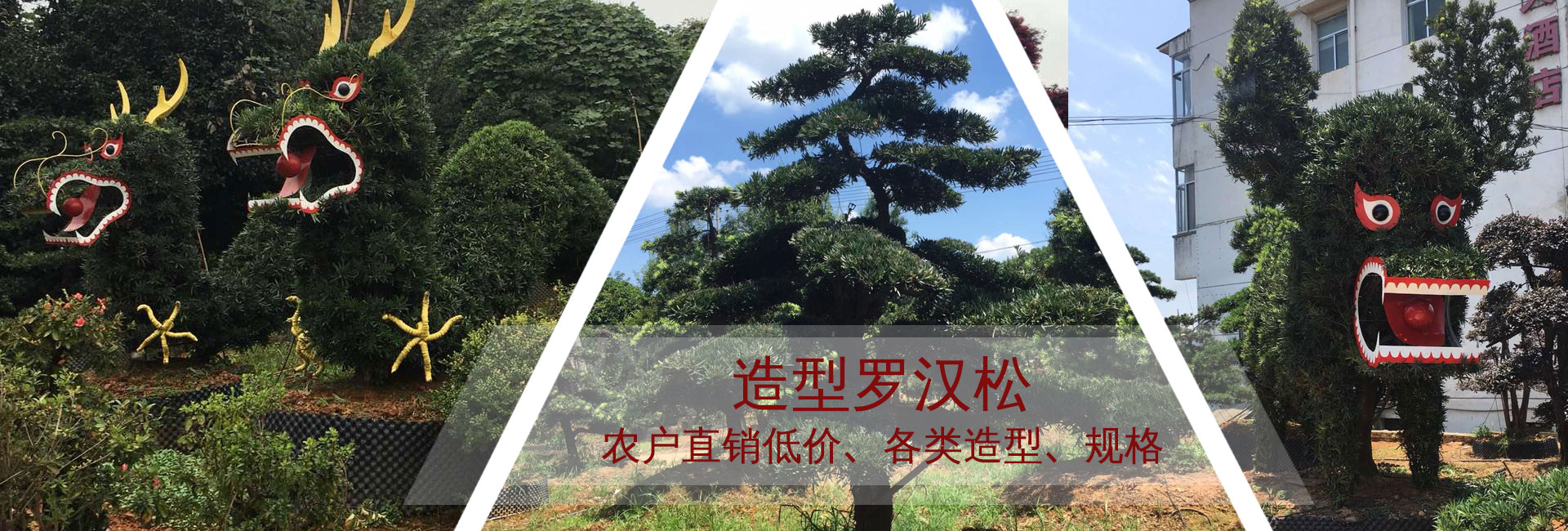 造型罗汉松