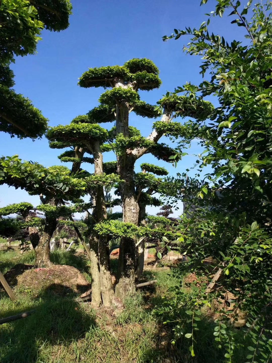 金叶榆-园林景观植物-图片