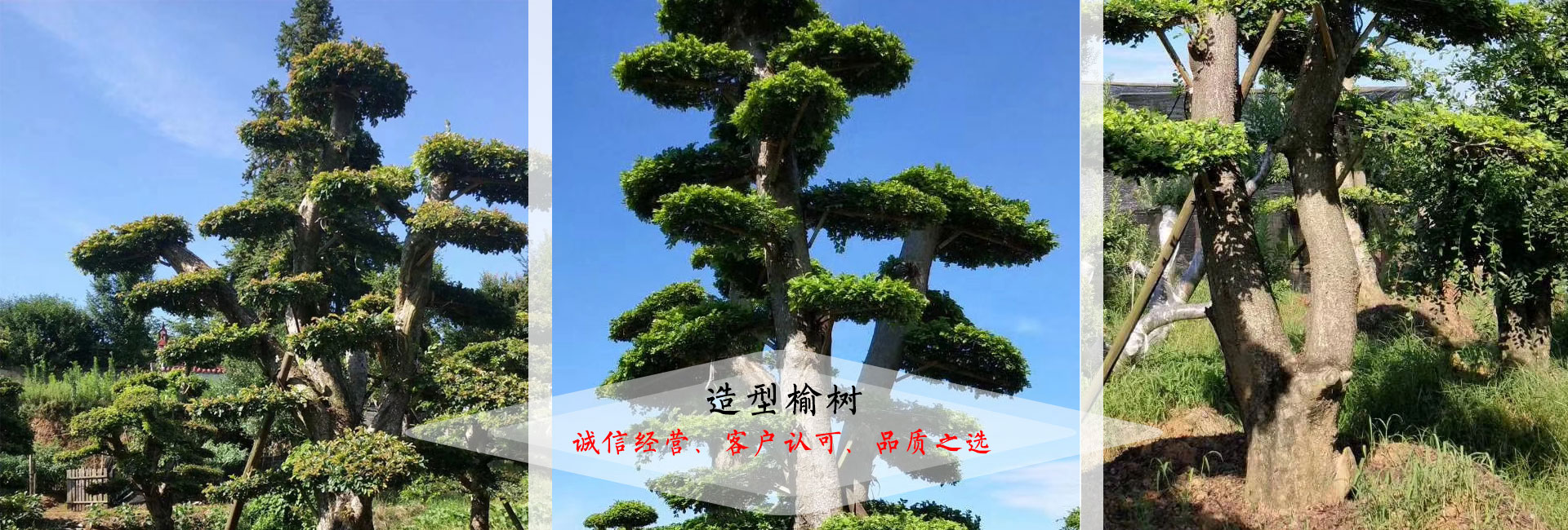 造型榆树