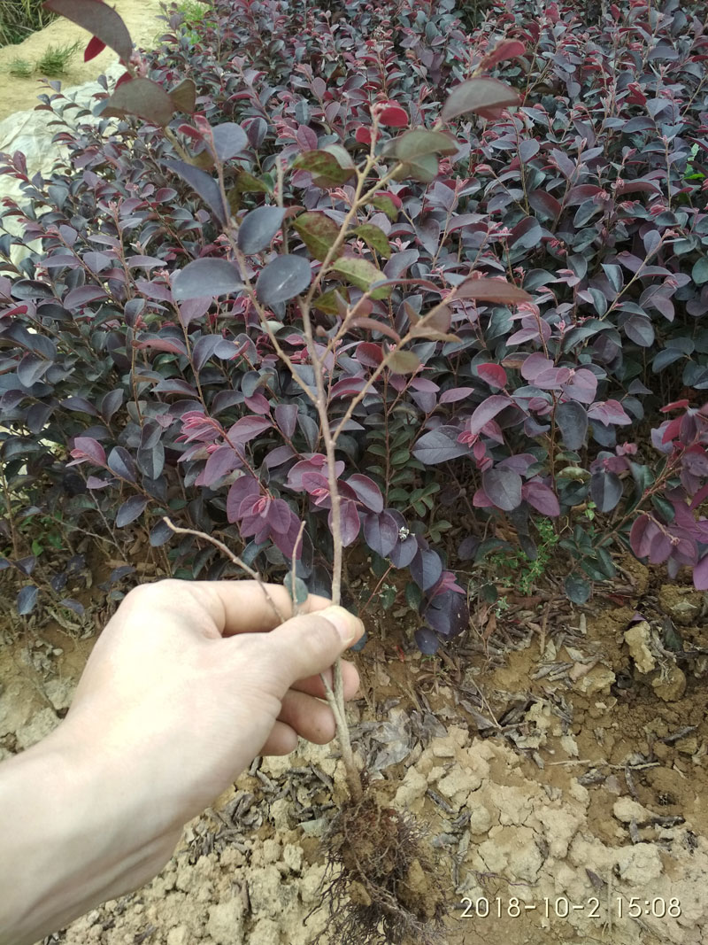 红花檵木