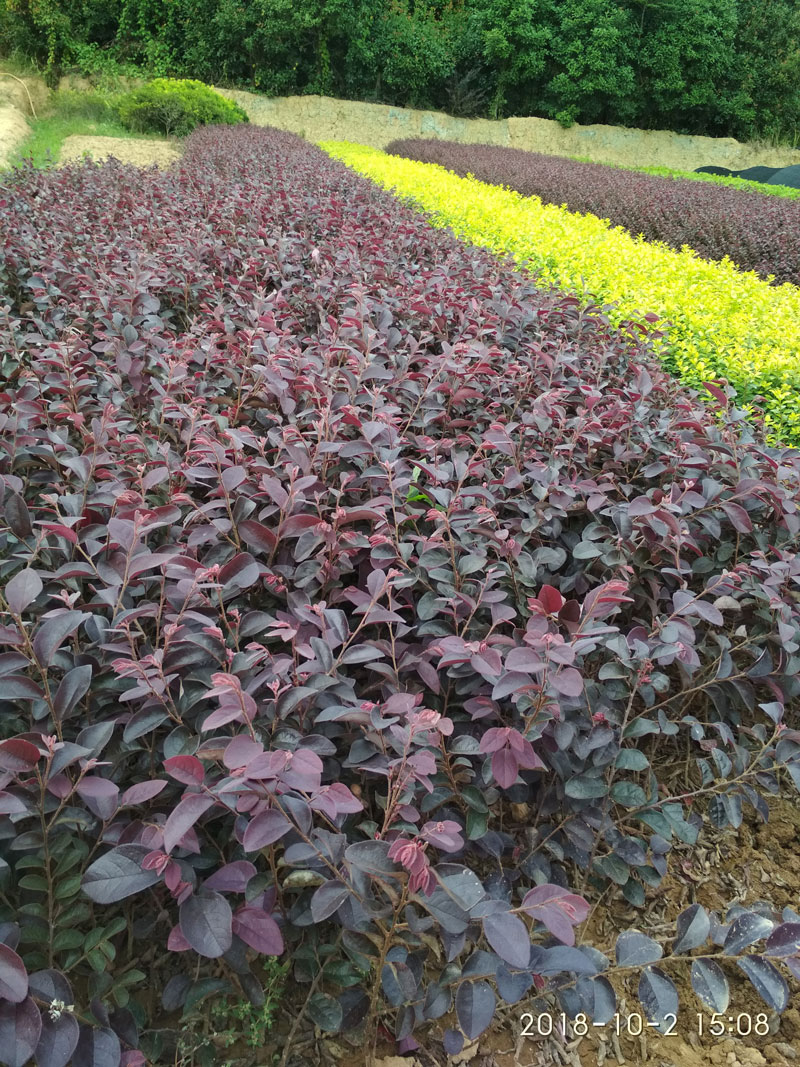 红花檵木
