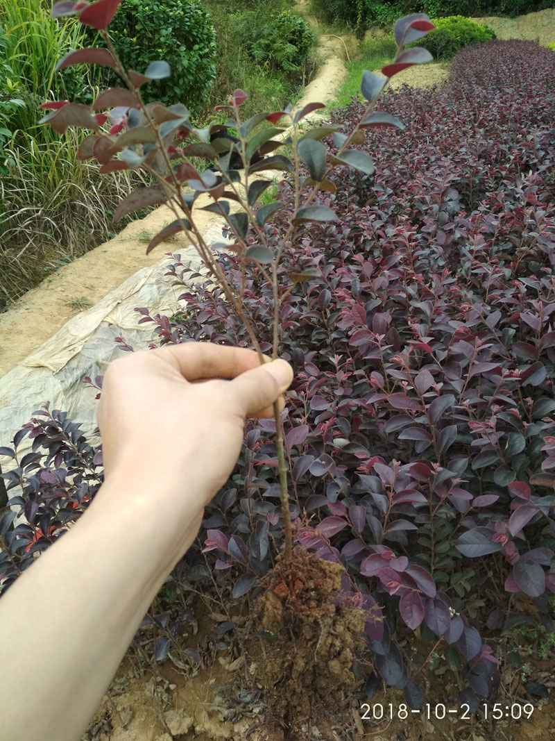 红花檵木