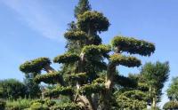 苗木花卉产业从“一枝独秀”到“百花齐放”