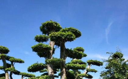 造型榆树