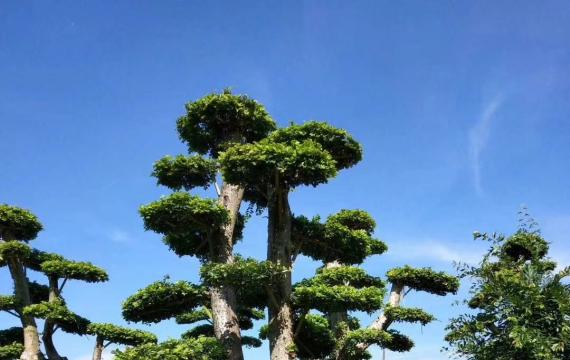 造型榆树