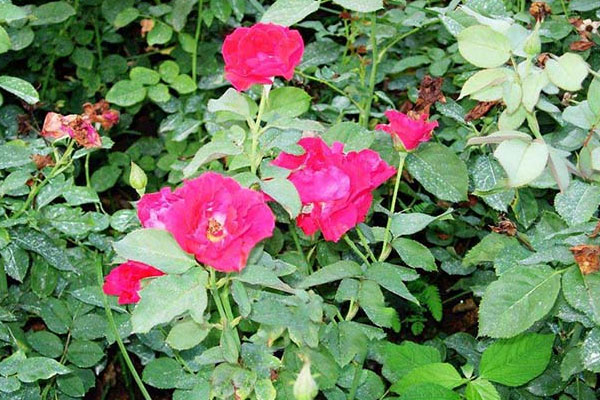 丰花月季