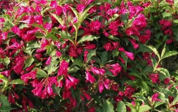 红王子锦带