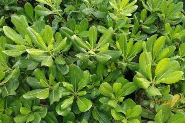 海桐