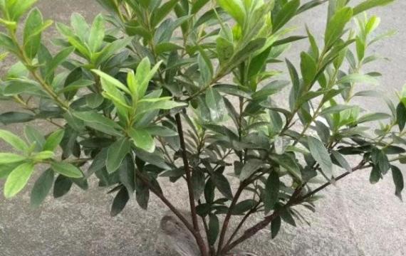 毛杜鹃