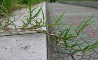 剪股颖和狗牙根的区别是什么？