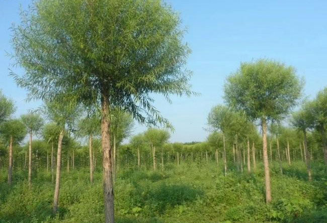 馒头柳