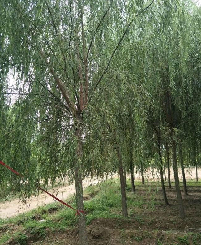 杨柳