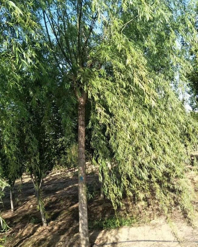 杨柳